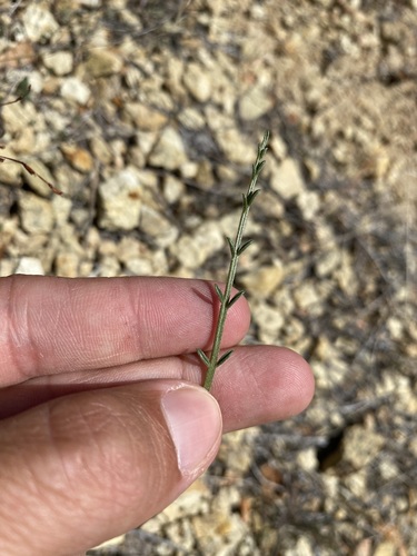 Image of Astragalus sterilis by (c) Matt Berger, some rights reserved (CC BY)