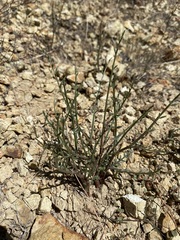 Astragalus cusickii sterilis