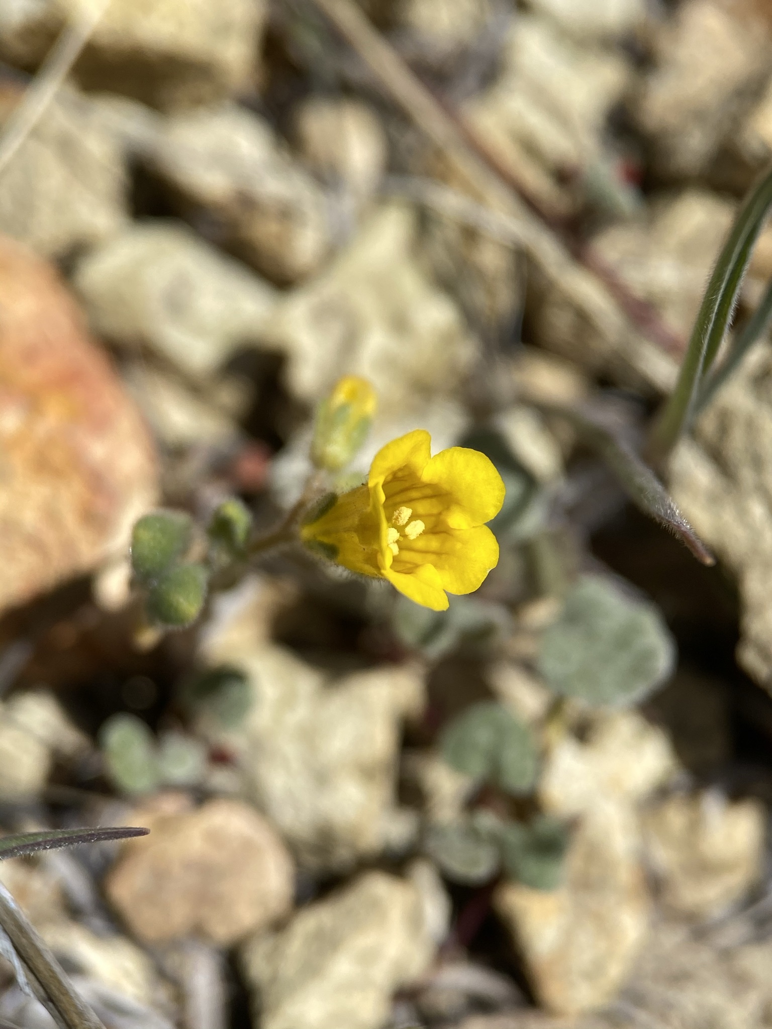 Phacelia lutea var. mackenzieorum