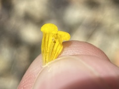 Phacelia lutea lutea