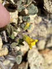 Phacelia lutea lutea