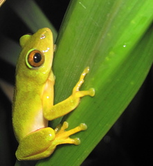 Hyperolius tuberilinguis