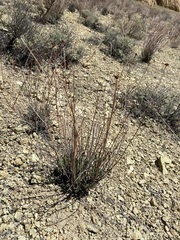 Eriogonum novonudum