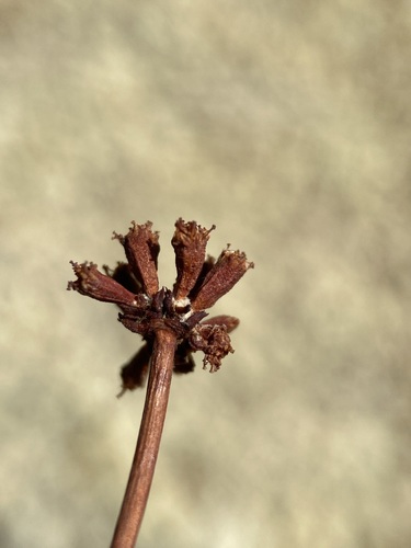 Image of Eriogonum novonudum by (c) Matt Berger, some rights reserved (CC BY)