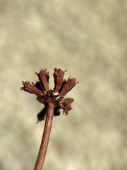 Eriogonum novonudum