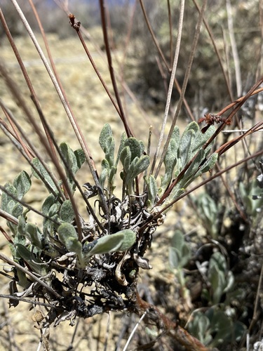 Image of Eriogonum novonudum by (c) Matt Berger, some rights reserved (CC BY)
