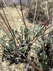 Eriogonum novonudum
