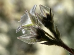 Sabulina nuttallii