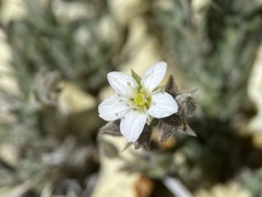 Sabulina nuttallii
