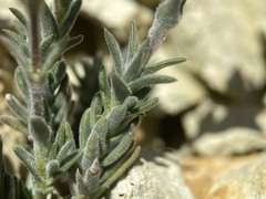 Sabulina nuttallii