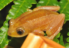 Afrixalus fornasini