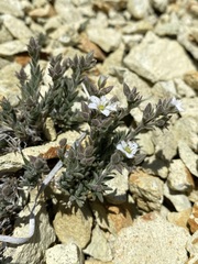 Sabulina nuttallii