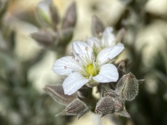 Sabulina nuttallii