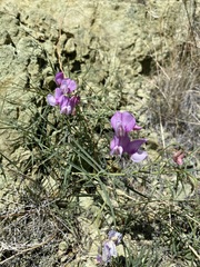 Lathyrus pauciflorus pauciflorus