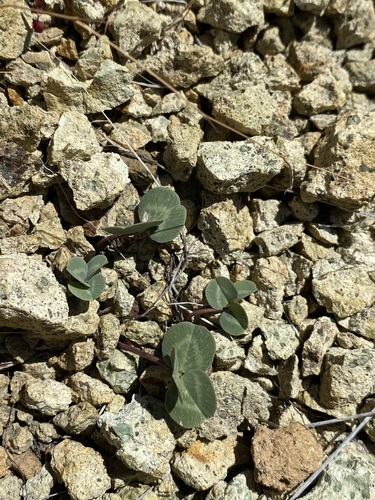 Image of Trifolium owyheense by (c) Matt Berger, some rights reserved (CC BY)