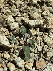 Trifolium owyheense