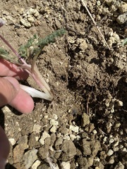 Lomatium canbyi