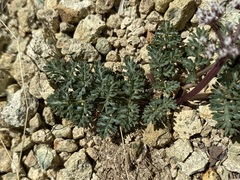 Lomatium canbyi