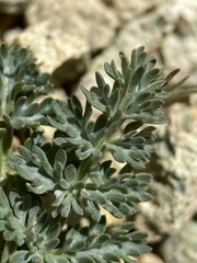 Lomatium canbyi