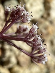 Lomatium canbyi