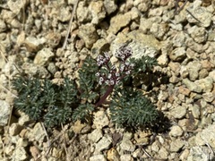 Lomatium canbyi