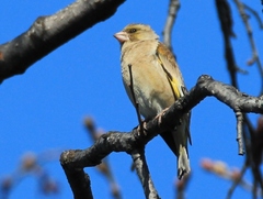 Chloris sinica kawarahiba