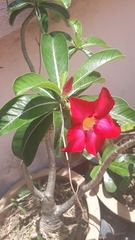 Adenium obesum