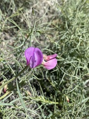 Lathyrus pauciflorus pauciflorus