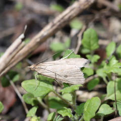 Achyra affinitalis