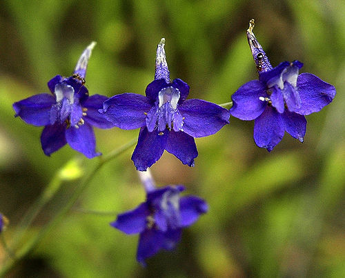 Delphinium patens
