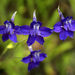 Zigzag Larkspur - Photo (c) Larry Miller, some rights reserved (CC BY-NC)