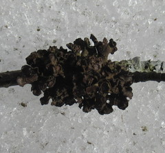 Tuckermanopsis sepincola