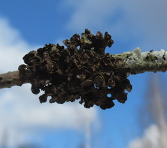 Tuckermanopsis sepincola