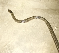 Aparallactus lunulatus