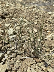 Astragalus cusickii sterilis