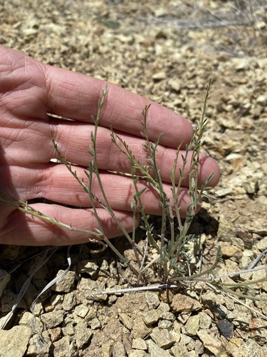 Image of Astragalus sterilis by (c) Matt Berger, some rights reserved (CC BY)