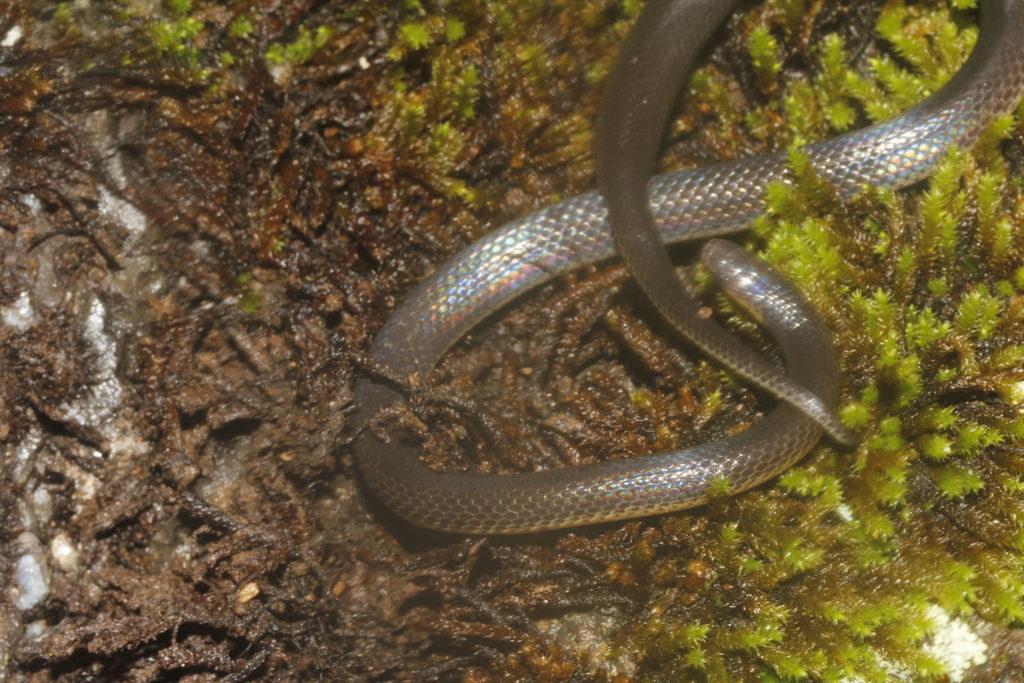 Potosí Earth Snake