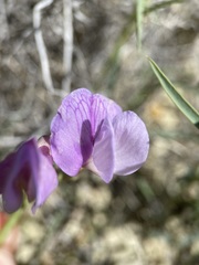 Lathyrus pauciflorus pauciflorus