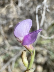 Lathyrus pauciflorus pauciflorus