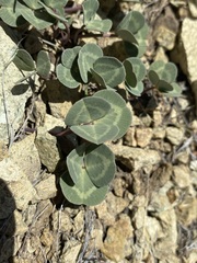 Trifolium owyheense