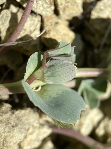 Image of Trifolium owyheense by (c) Matt Berger, some rights reserved (CC BY)