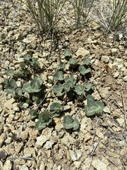 Trifolium owyheense
