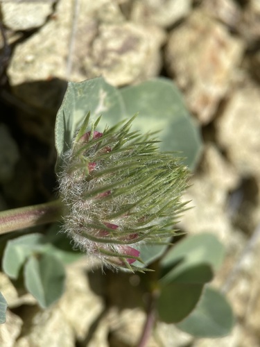 Image of Trifolium owyheense by (c) Matt Berger, some rights reserved (CC BY)