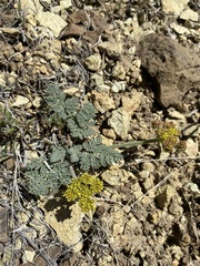 Lomatium foeniculaceum macdougalii