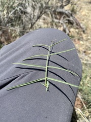 Lathyrus pauciflorus pauciflorus