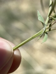 Lathyrus pauciflorus pauciflorus