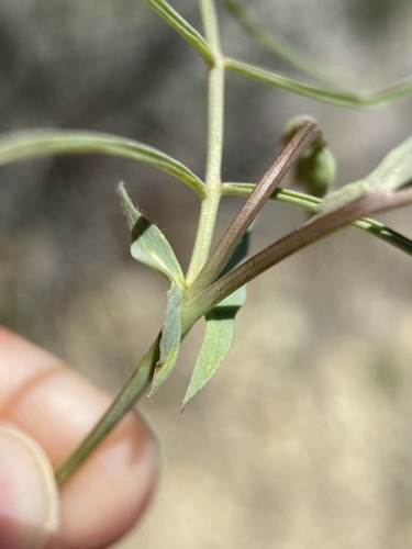 Image of Lathyrus pauciflorus by (c) Matt Berger, some rights reserved (CC BY)