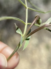 Lathyrus pauciflorus pauciflorus