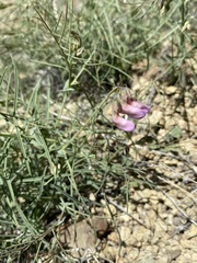 Lathyrus pauciflorus pauciflorus