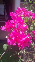 Bougainvillea